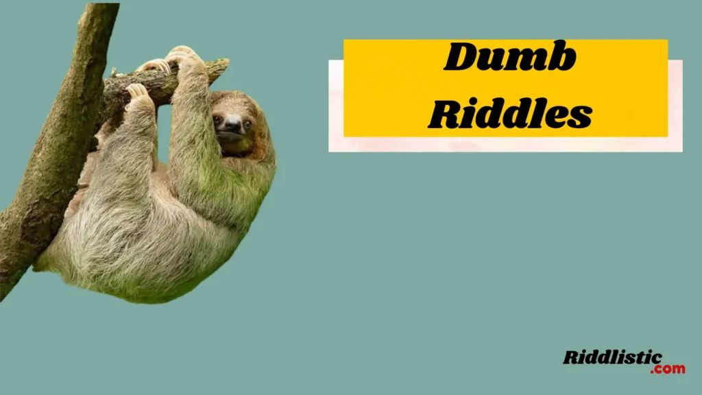 Dumb Riddles