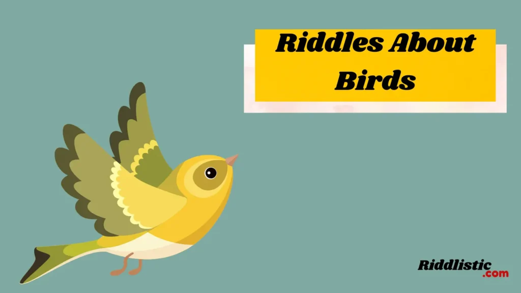 Riddles About Birds