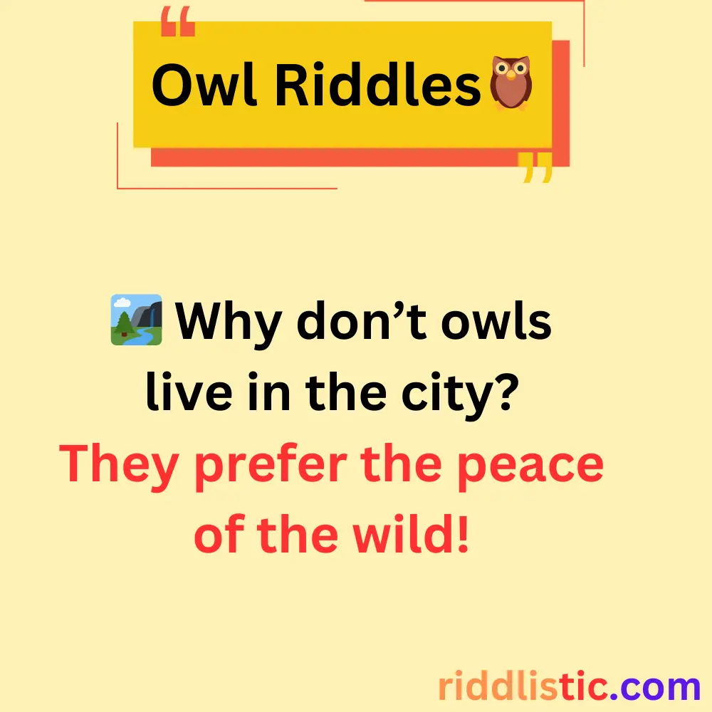 Riddles About Owls’ Habitats