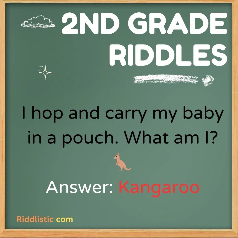 Animal Riddles