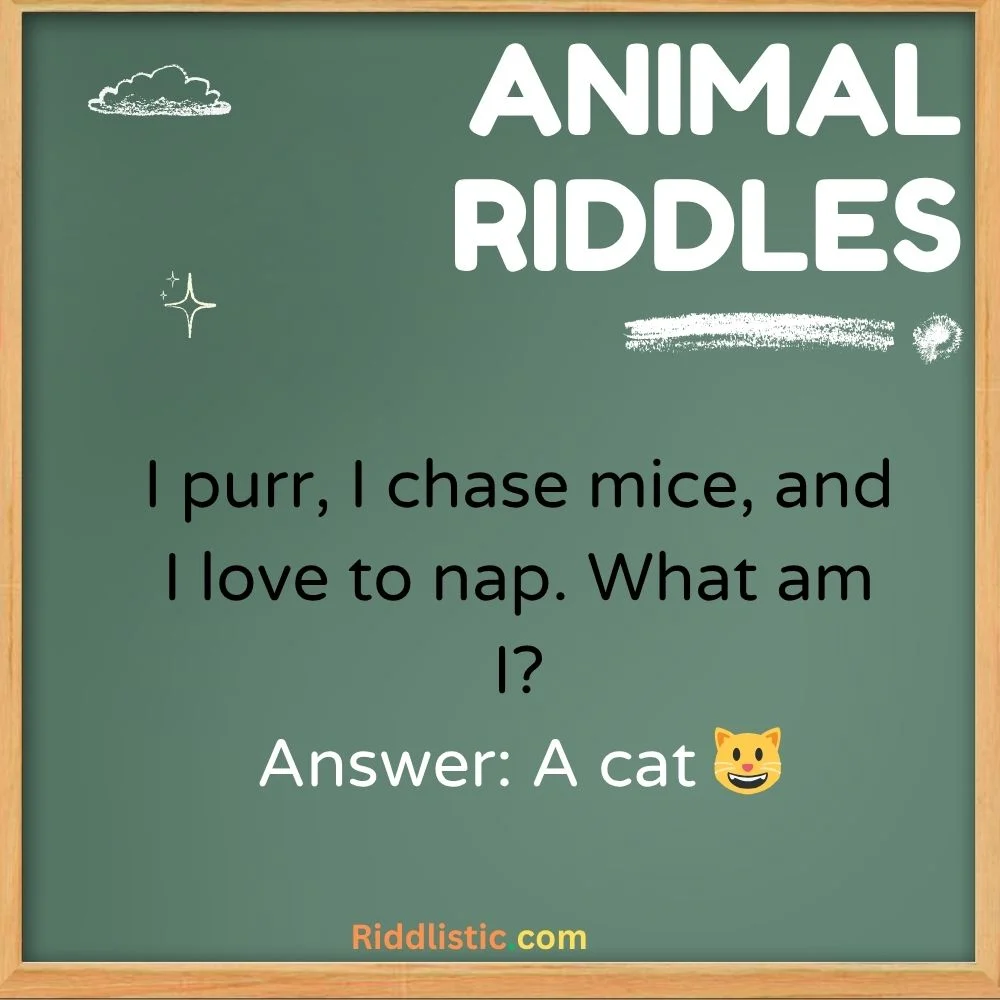 Animal Riddles